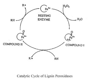 Lignin peroxidase.jpg